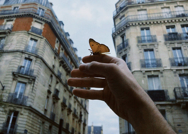When the butterfly came to Paris
